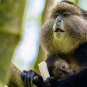 Enjoy a 4-day Golden Monkey trekking adventure and Lake Kivu exploration with Kigali Airport transfers. Discover Rwanda’s wildlife and stunning lakeside views.