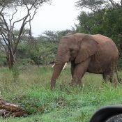 Embark on a remarkable journey with our 10-Day Rwanda Wildlife Safari and explore the unparalleled beauty and wildlife of Rwanda with Kigali Airport Transfers. From the savannahs of Akagera to the rainforests of Nyungwe and the majestic gorillas of Volcanoes National Park, every day of your safari is filled with adventure and discovery.