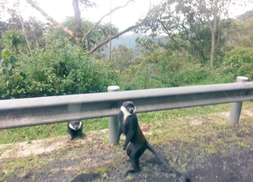 6 Days Rwanda Primates Safari