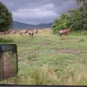 Explore Akagera National Park with a 3-day car rental akagera national park from Kigali Airport Transfers. Rent a 4x4 and experience Rwanda’s wildlife at your own pace